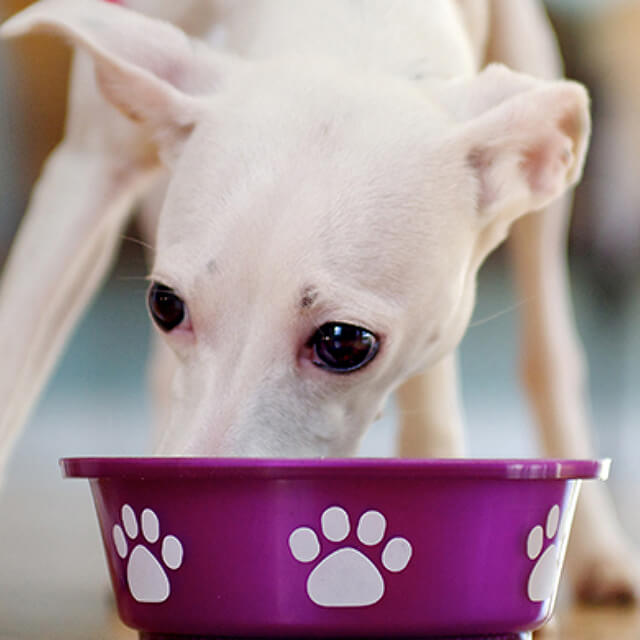 Is your dog a fussy eater?