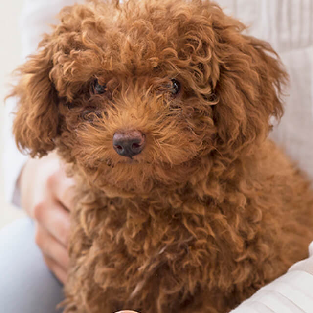 Prepara la llegada de un nuevo cachorro