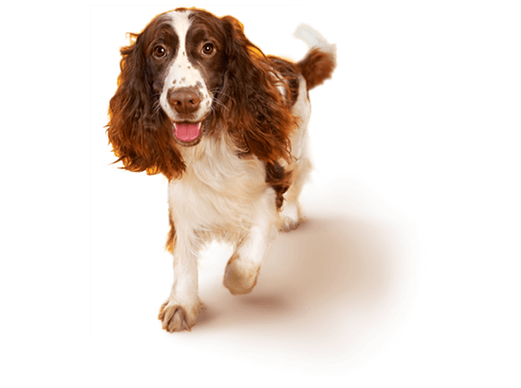 English Springer Spaniel