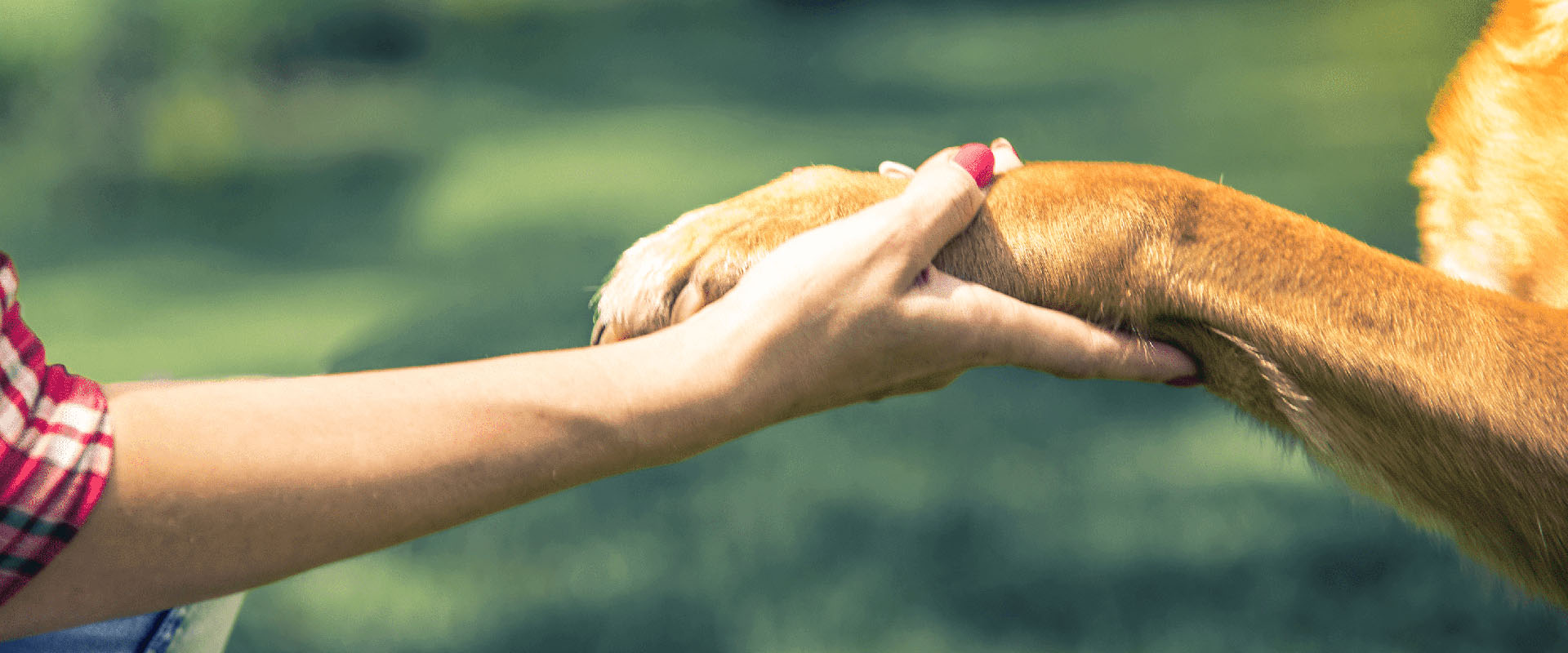Mano humana tocando la pata de un perro en señal de apoyo y cuidado.