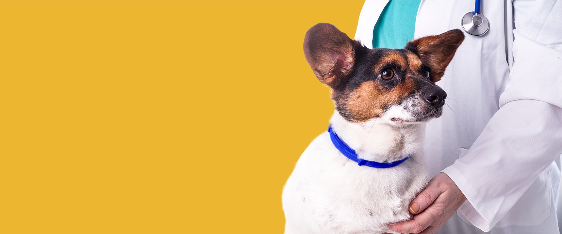 Perro pequeño en brazos de un veterinario durante un chequeo médico.