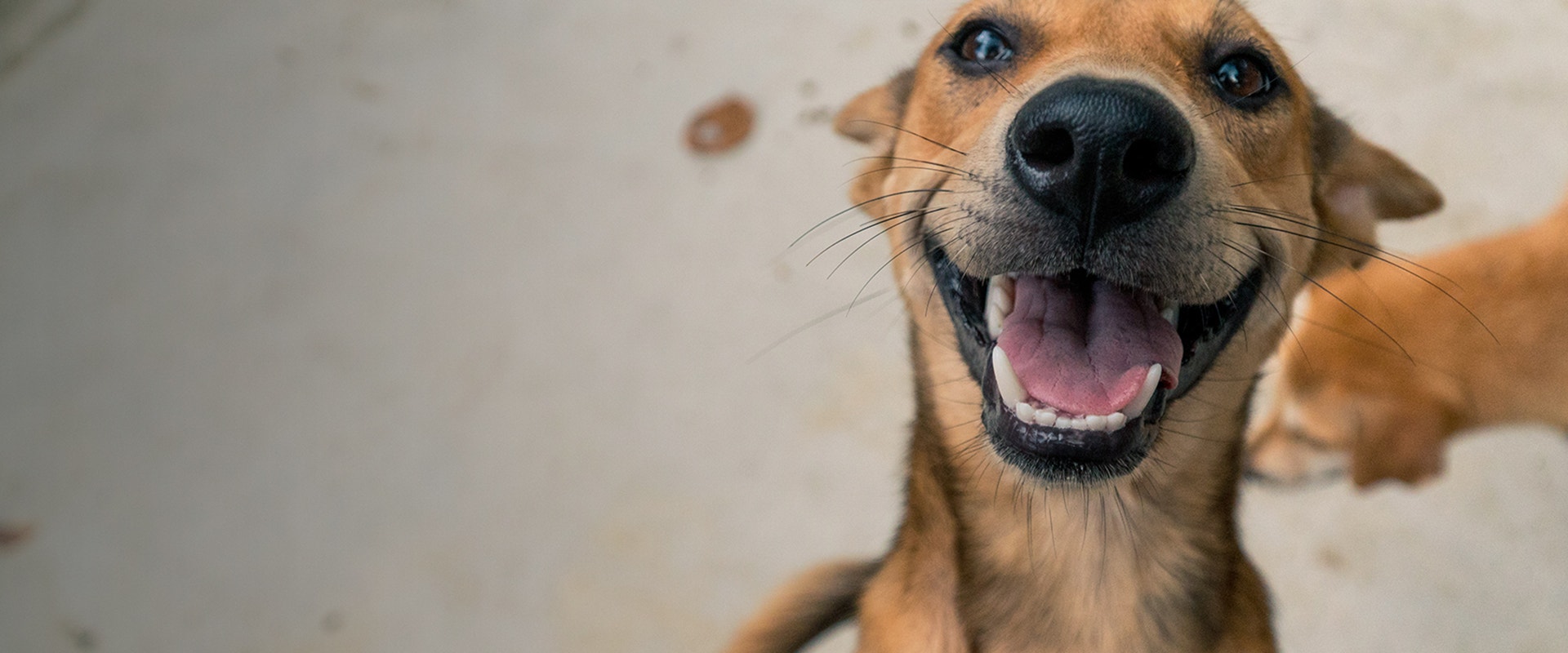 Perro marrón de tamaño mediano sonriendo, con otro perro en el fondo