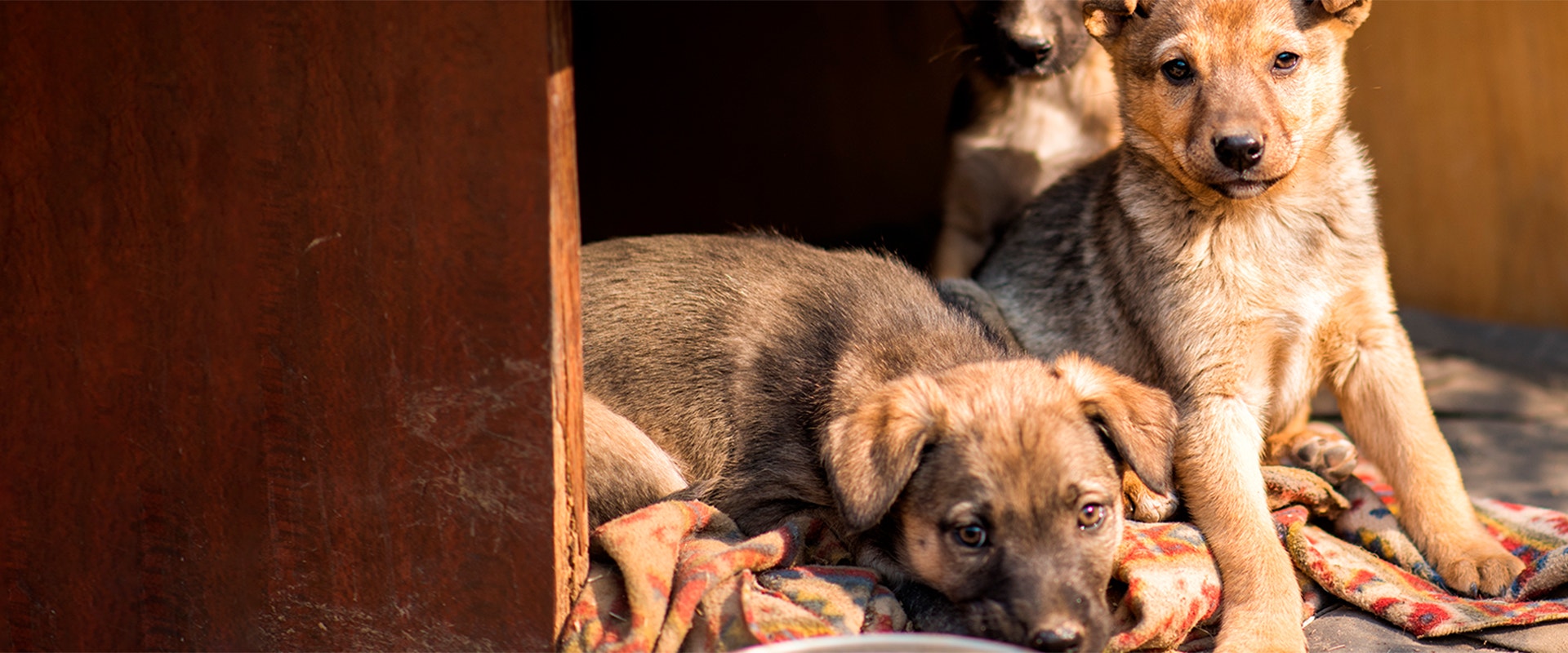 Dos cachorros marrones mirando desde un refugio de madera.
