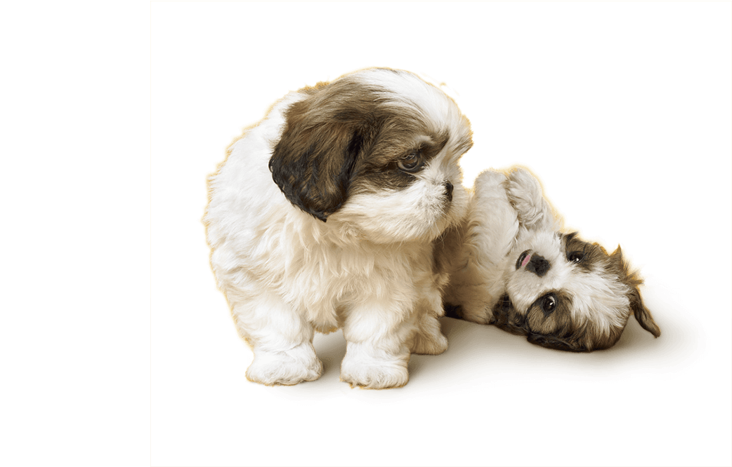 Shih Tzu Puppies